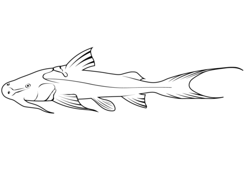 Giant Devil Catfish (Bagarius Yarrellii) Coloring Page